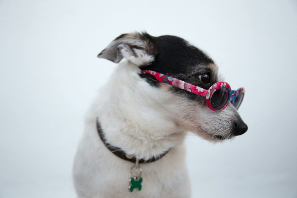 Dog in sunglasses
